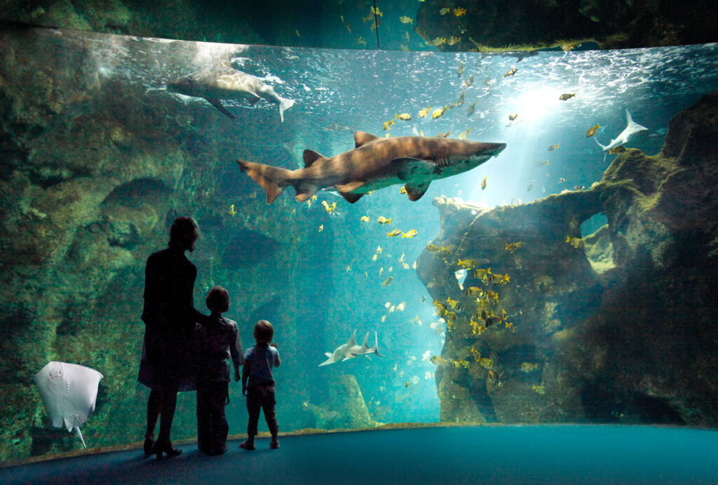 photo de l'aquarium de la Rochelle avec une famille observant un requin